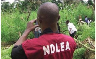 NDLEA