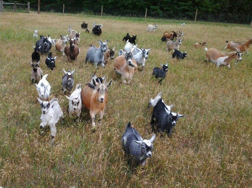 Goats