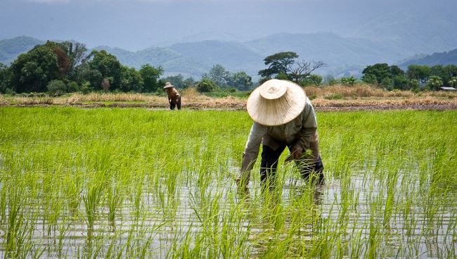 rice farm