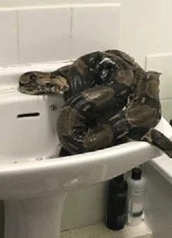 snake
