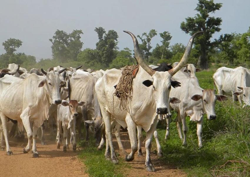 cattle