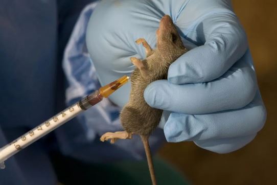 Lassa Fever