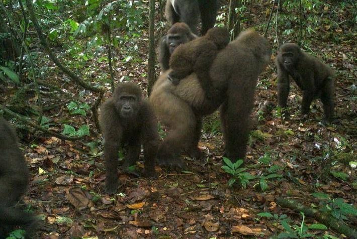 Gorilla