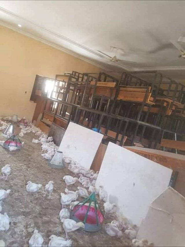 The classroom was converted to a poultry farm in Borno
