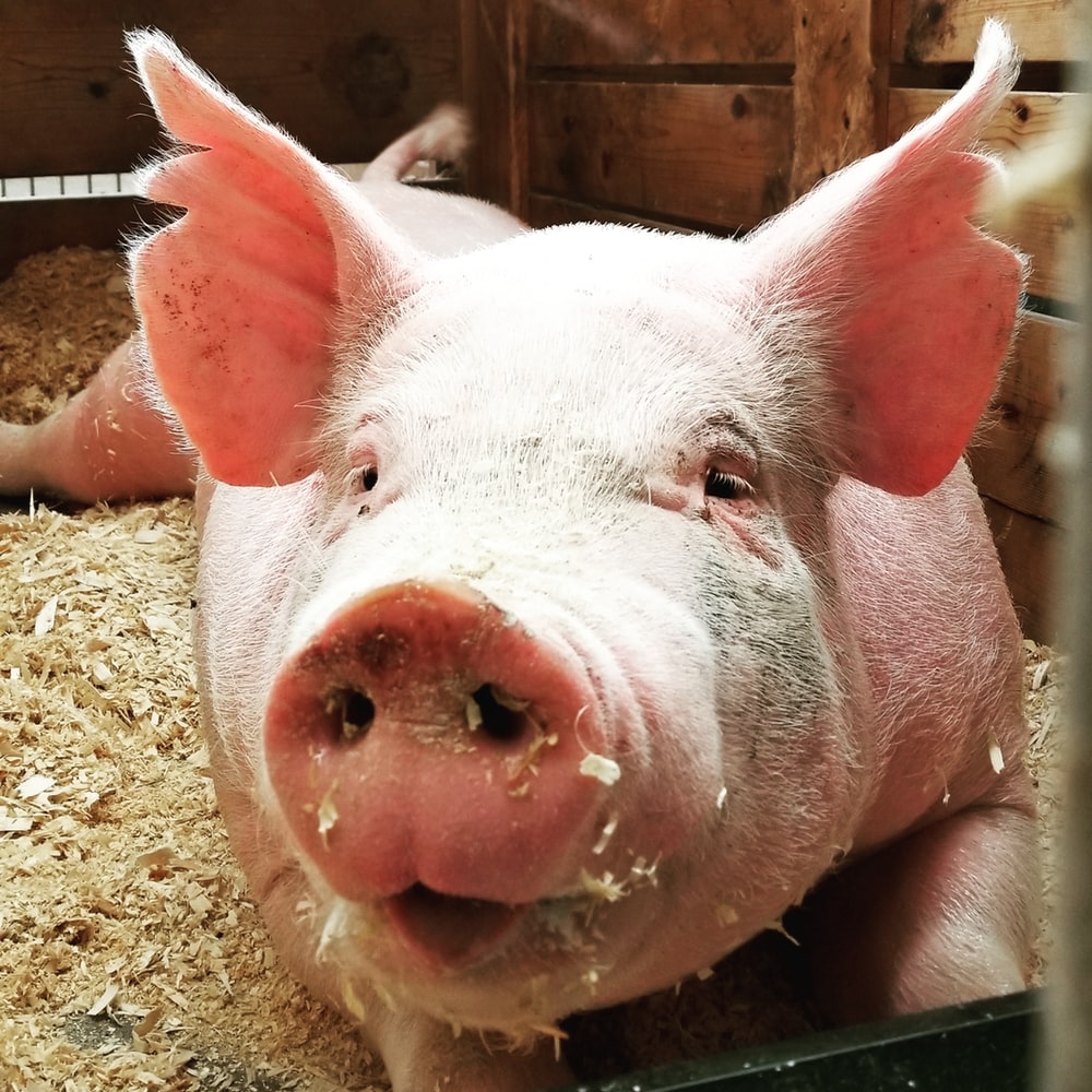 pig