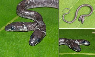 snake