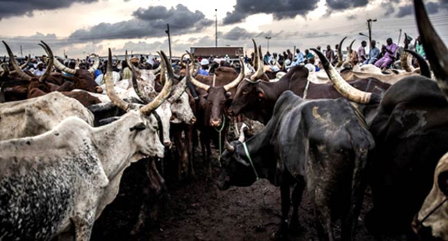 Livestock