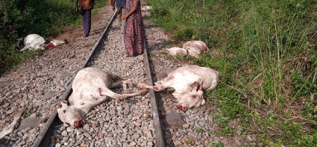 Cows killed in Osun state
