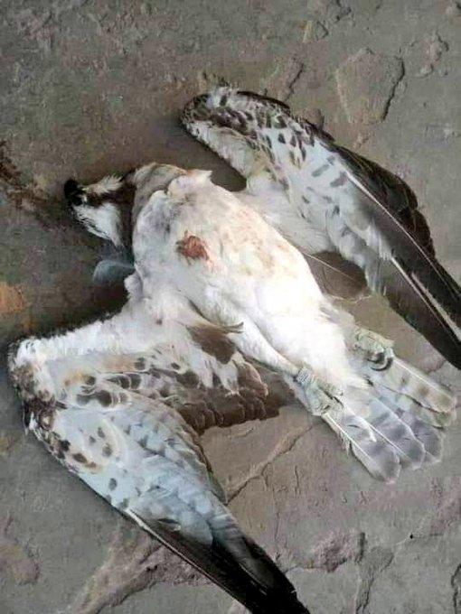 Peregrine Falcon