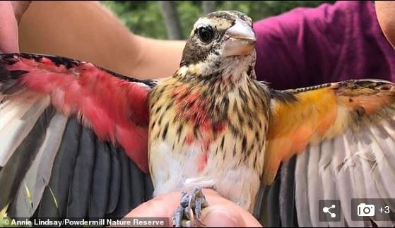 Rose-breasted grosbeaks bird