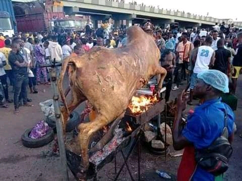 The cow killed and roasted by protesters