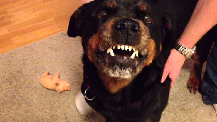 Baby boy mauled