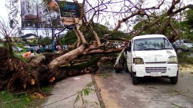 Tree falls on bus