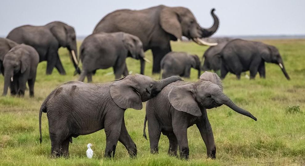 Zimbabwe Denies Plan To Export Live Elephants To Other Countries