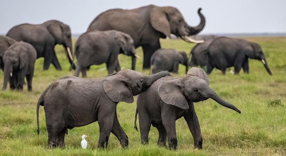 elephants