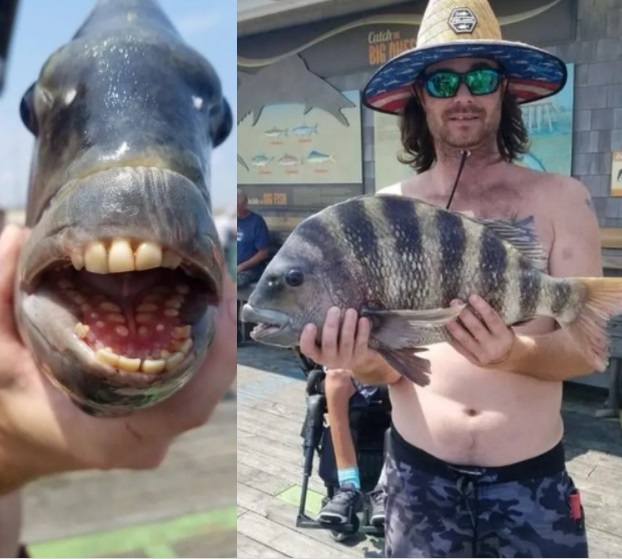 Fish with human-like teeth caught in US