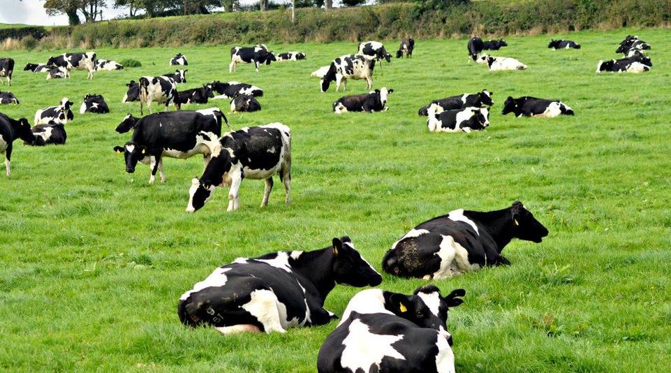 Mixed Reactions As Kano Govt Budgets N9.2 million To Purchase Five Cows