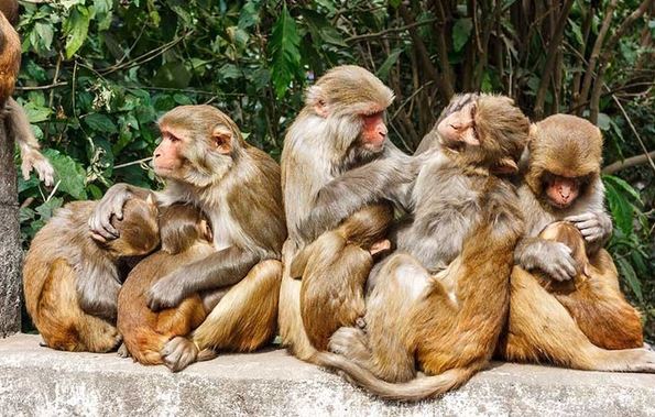 monkey