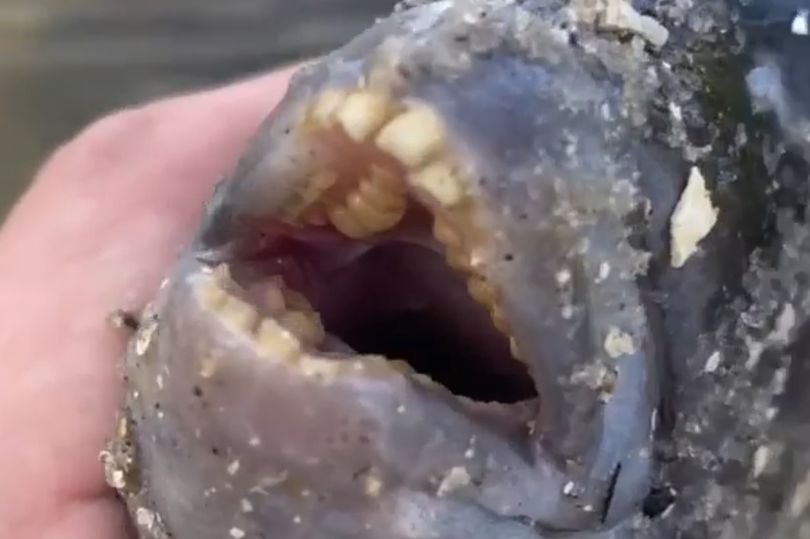 Angler