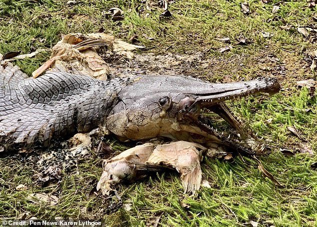 Weird half-alligator and half-fish spotted in Singapore
