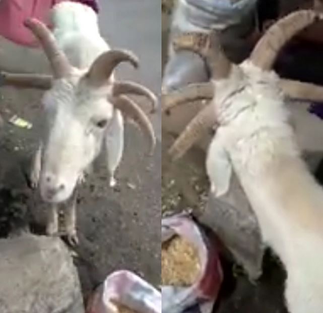 ram