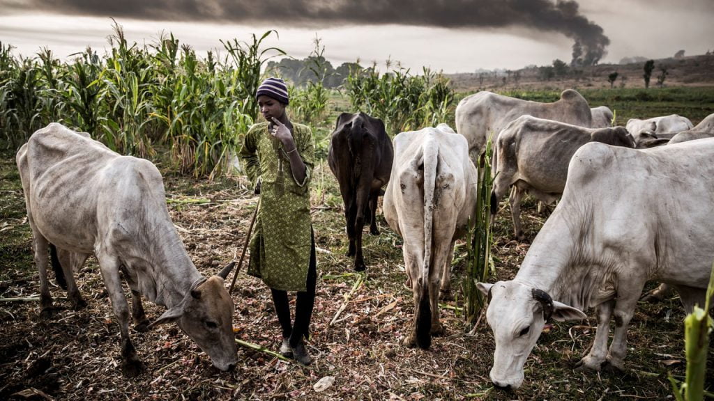 Fulani herdsmen