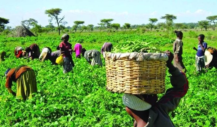 farmers