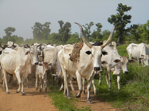 Herdmen