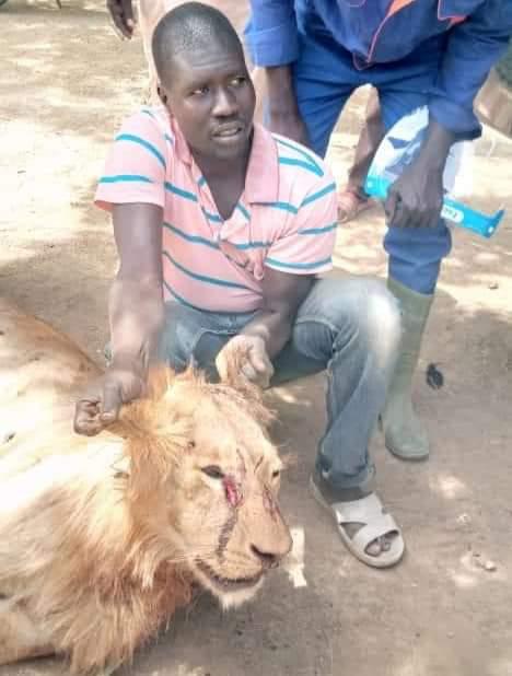 Lion in Borno