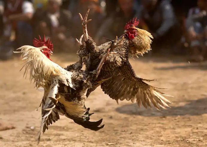 Cockfight