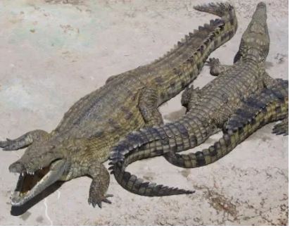 Crocodiles