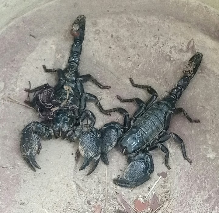 The scorpions caught by the man 