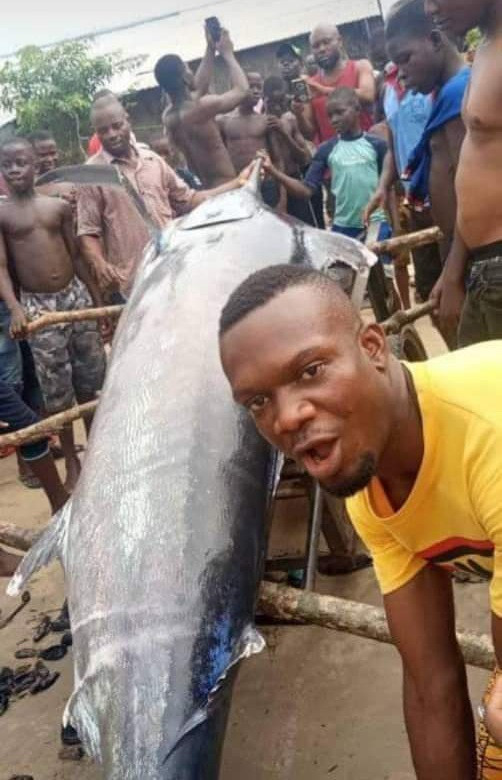Blue Marlin Fish worth millions eaten in Rivers state