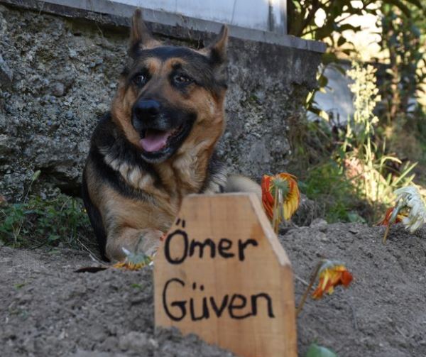 Dog