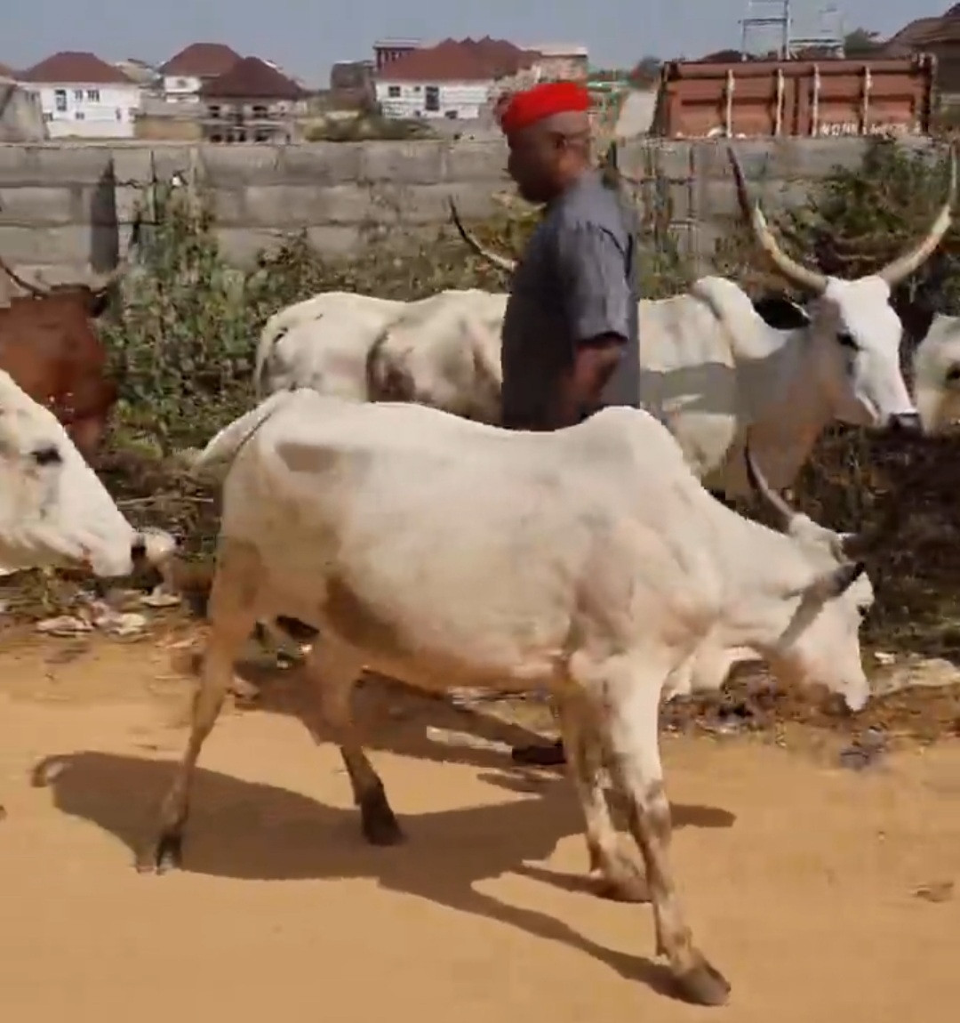Kenneth Okonkwo walking in the middle of a herd of cattle