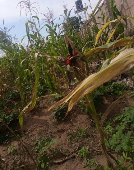 cob