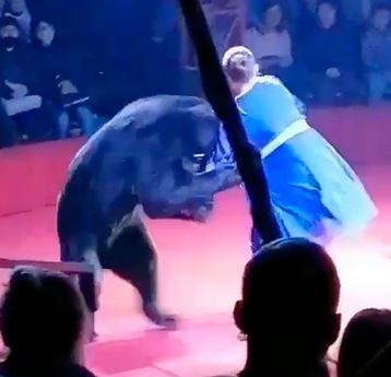 bear