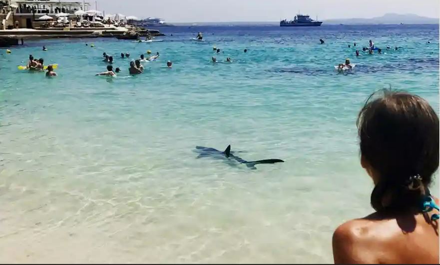 Shark Attacks And Kills Man At A Popular Beach