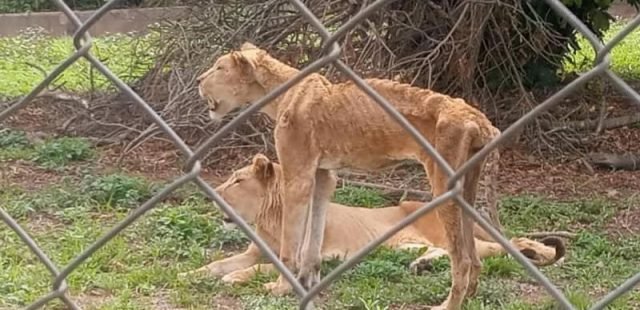 Zoo