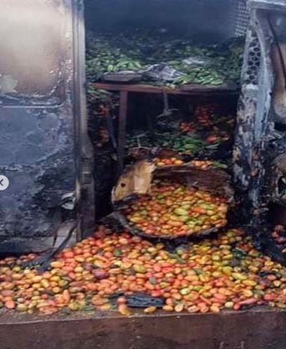 tomatoes