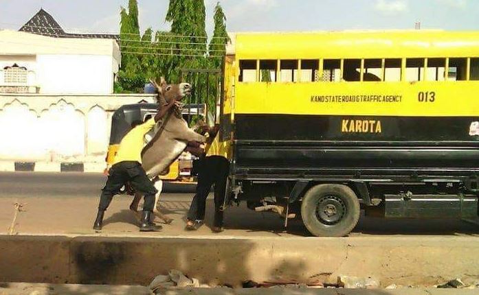 donkey