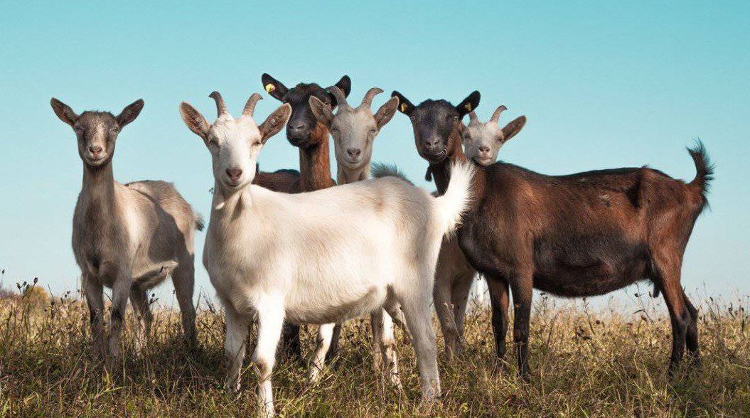 goats