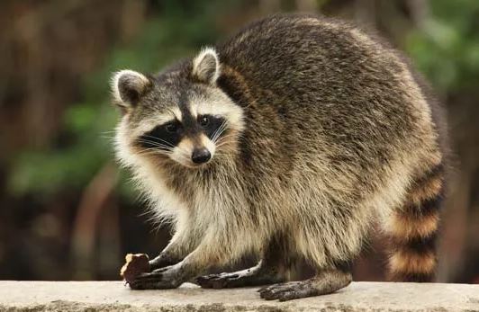 racoon