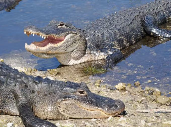 Alligators