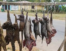 Bushmeat