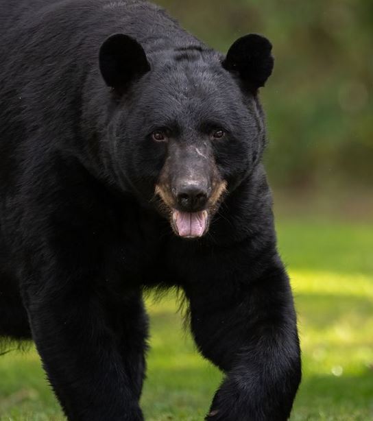 bear