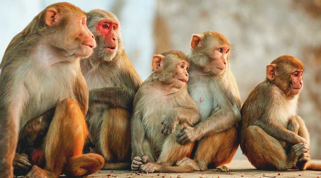 monkeys