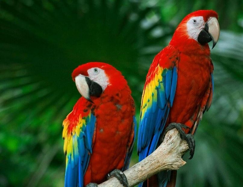 parrot