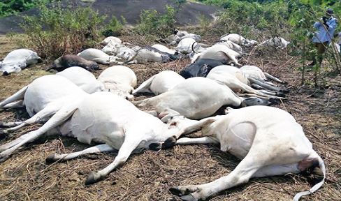 cattle
