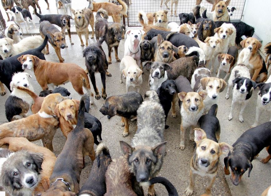 dogs